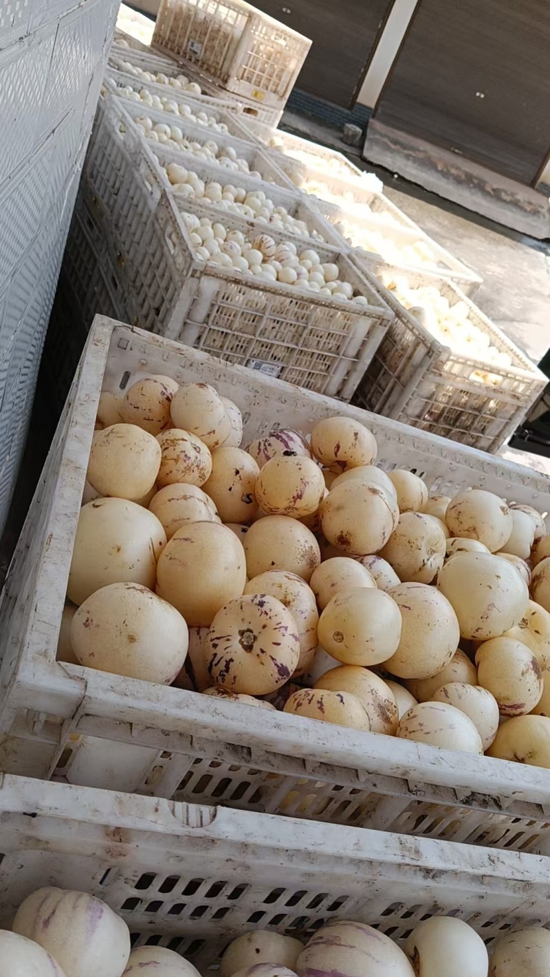 返季节人参果
