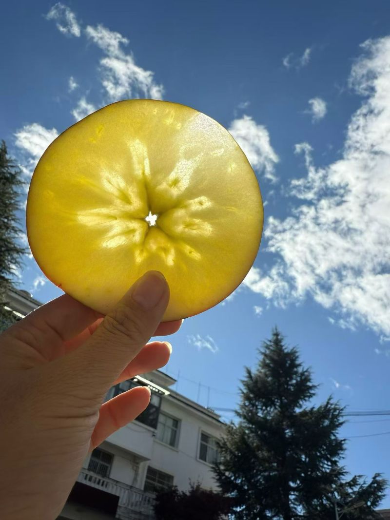 昭通苹果