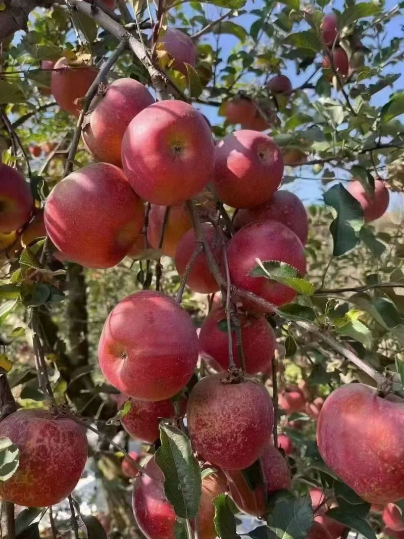 昭通苹果