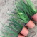 水生、地被植物:常绿鸢尾、兰花三七、血草、铺地毛冠草。