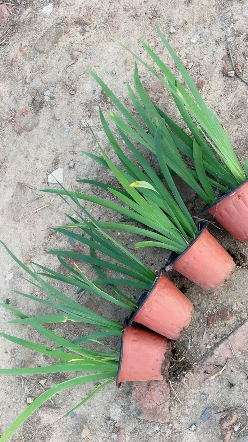 水生、地被植物:常绿鸢尾、兰花三七、血草、铺地毛冠草。