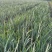 水生、地被植物:常绿鸢尾、兰花三七、血草、铺地毛冠草。