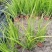 水生、地被植物:常绿鸢尾、兰花三七、血草、铺地毛冠草。