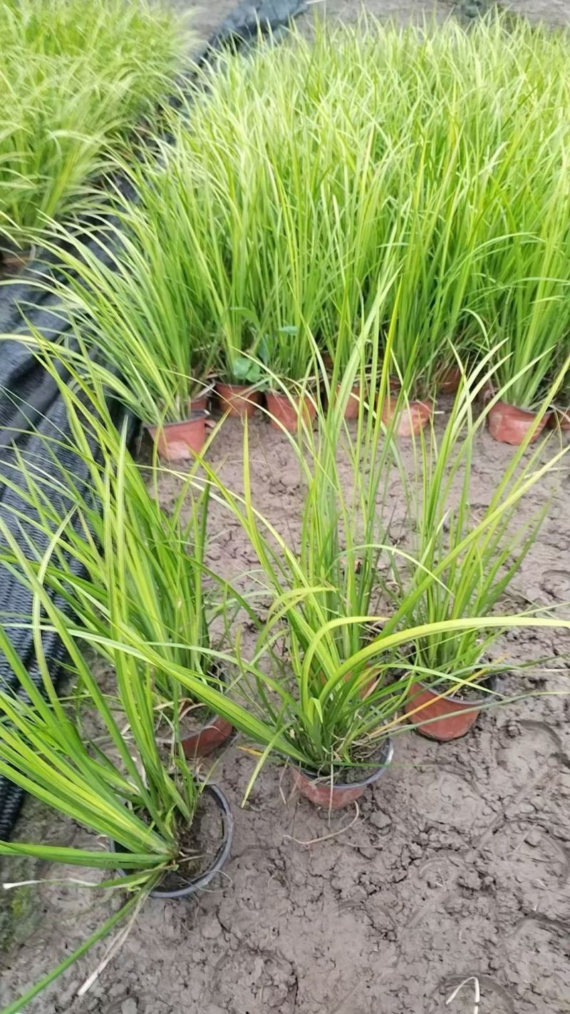 水生、地被植物:常绿鸢尾、兰花三七、血草、铺地毛冠草。