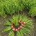 水生、地被植物:常绿鸢尾、兰花三七、血草、铺地毛冠草。