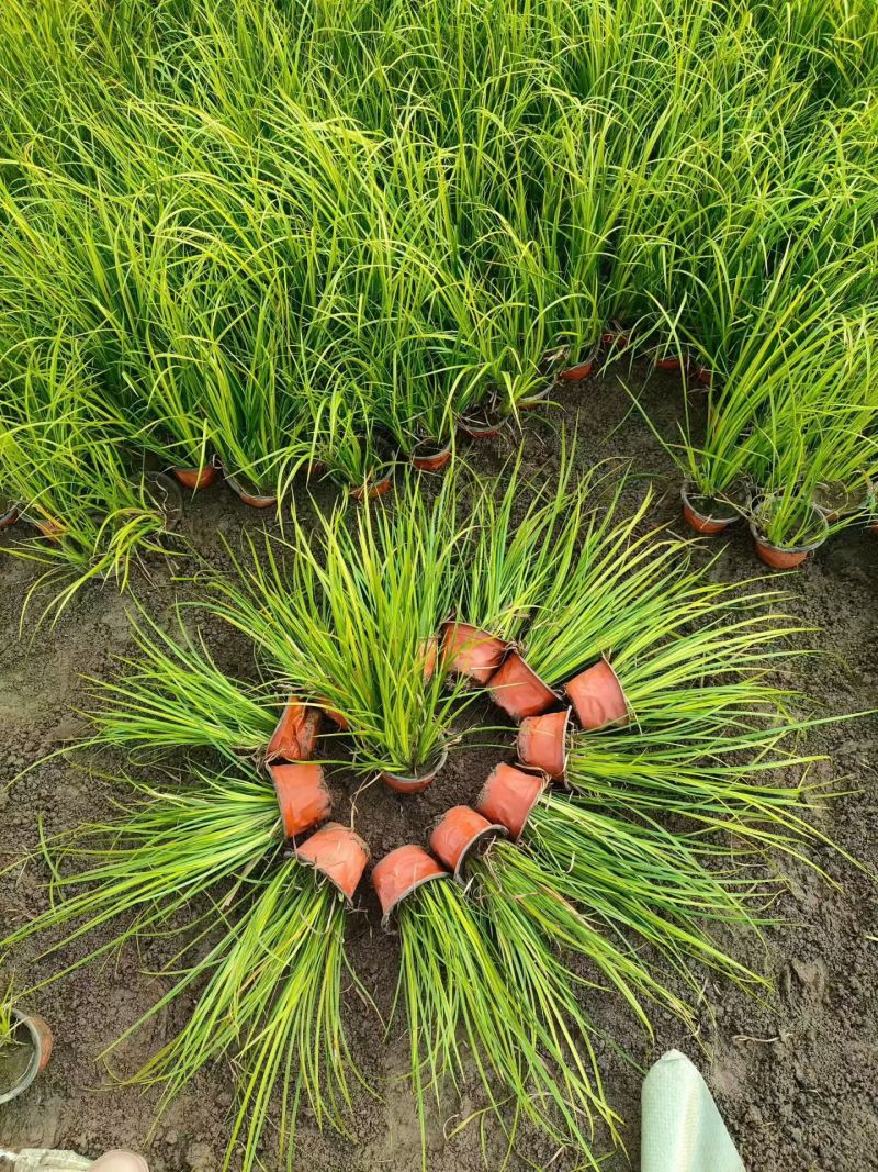 水生、地被植物:常绿鸢尾、兰花三七、血草、铺地毛冠草。