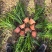 水生、地被植物:常绿鸢尾、兰花三七、血草、铺地毛冠草。