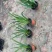 水生、地被植物:常绿鸢尾、兰花三七、血草、铺地毛冠草。