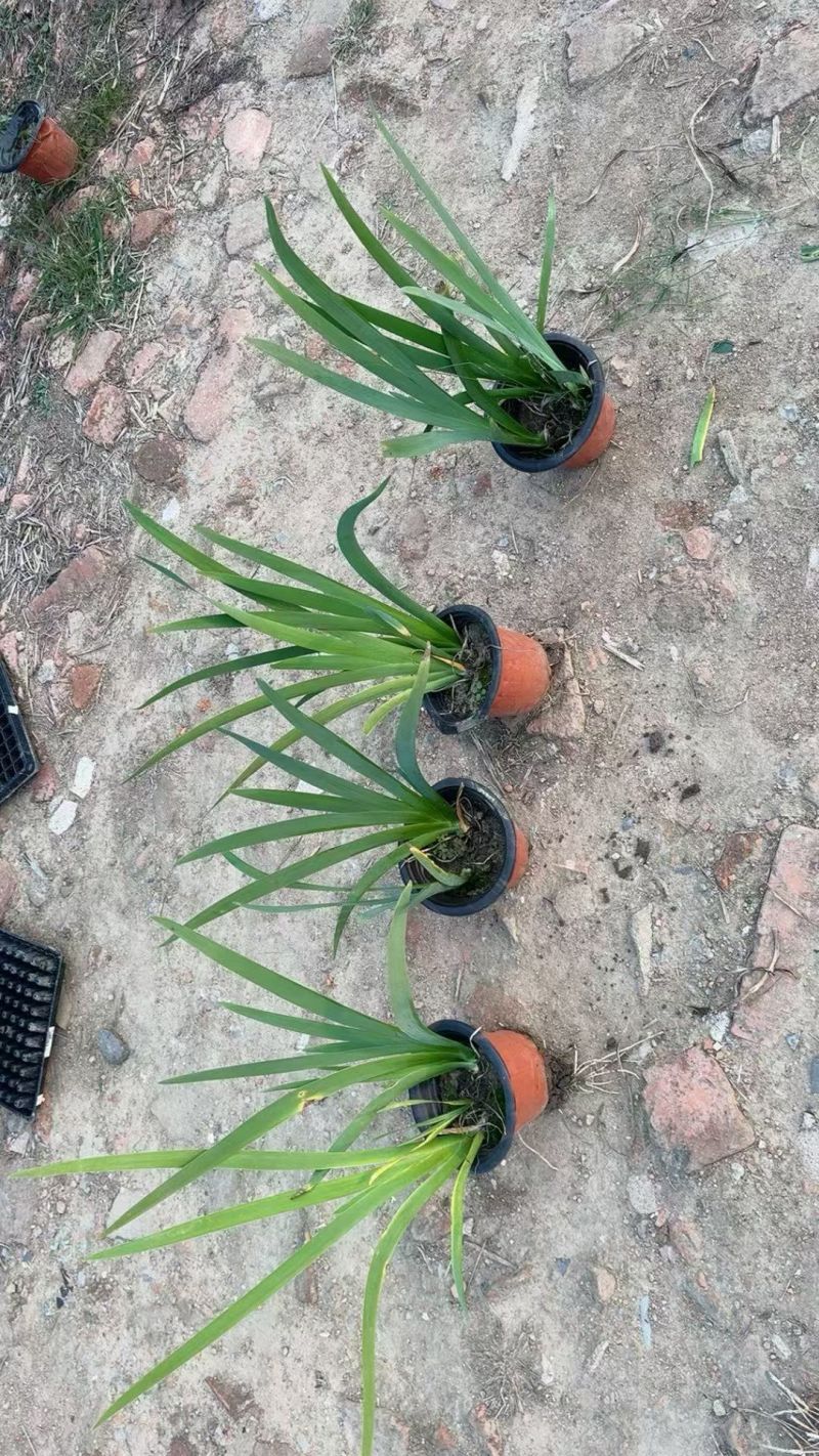 水生、地被植物:常绿鸢尾、兰花三七、血草、铺地毛冠草。