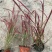 水生、地被植物:常绿鸢尾、兰花三七、血草、铺地毛冠草。