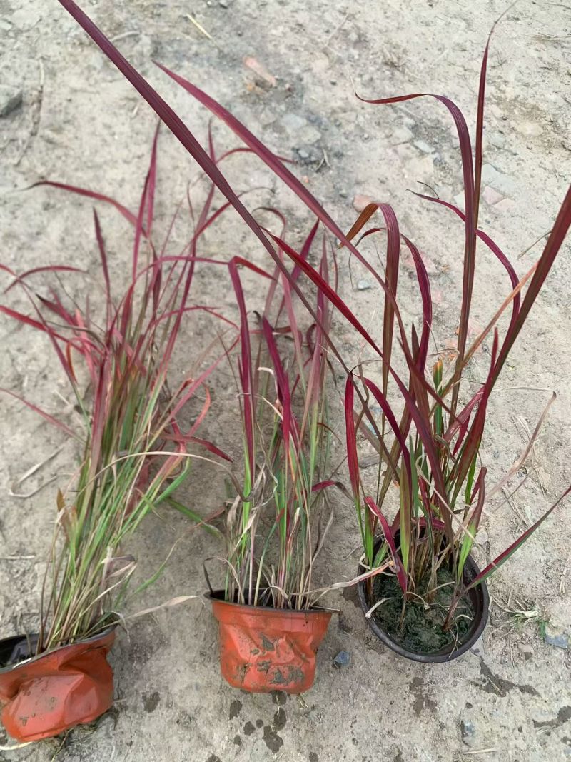水生、地被植物:常绿鸢尾、兰花三七、血草、铺地毛冠草。