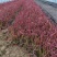 水生、地被植物:常绿鸢尾、兰花三七、血草、铺地毛冠草。