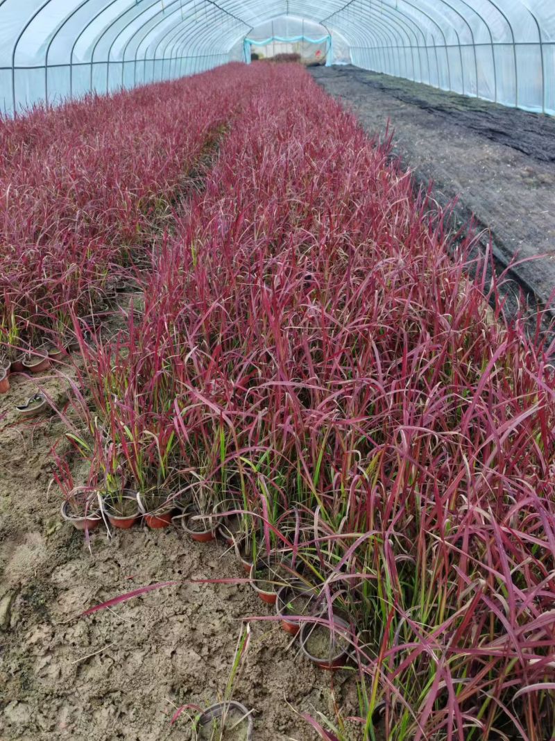 水生、地被植物:常绿鸢尾、兰花三七、血草、铺地毛冠草。