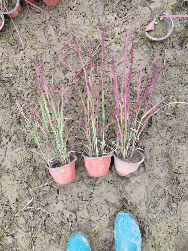 水生、地被植物:常绿鸢尾、兰花三七、血草、铺地毛冠草。