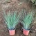 水生、地被植物:常绿鸢尾、兰花三七、血草、铺地毛冠草。