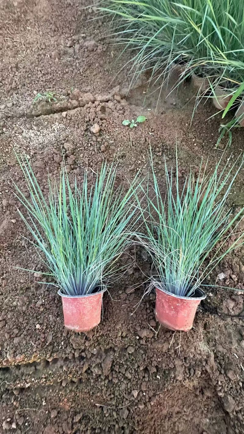 水生、地被植物:常绿鸢尾、兰花三七、血草、铺地毛冠草。