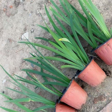 水生、地被植物:常绿鸢尾、兰花三七、血草、铺地毛冠草。