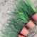 水生、地被植物:常绿鸢尾、兰花三七、血草、铺地毛冠草。
