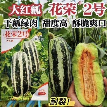 花荣2号甜瓜种子大红瓤绿肉干瓤超甜花皮甜瓜种籽酥脆香甜