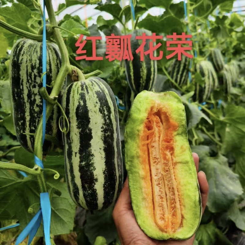 花荣2号甜瓜种子大红瓤绿肉干瓤超甜花皮甜瓜种籽酥脆香甜
