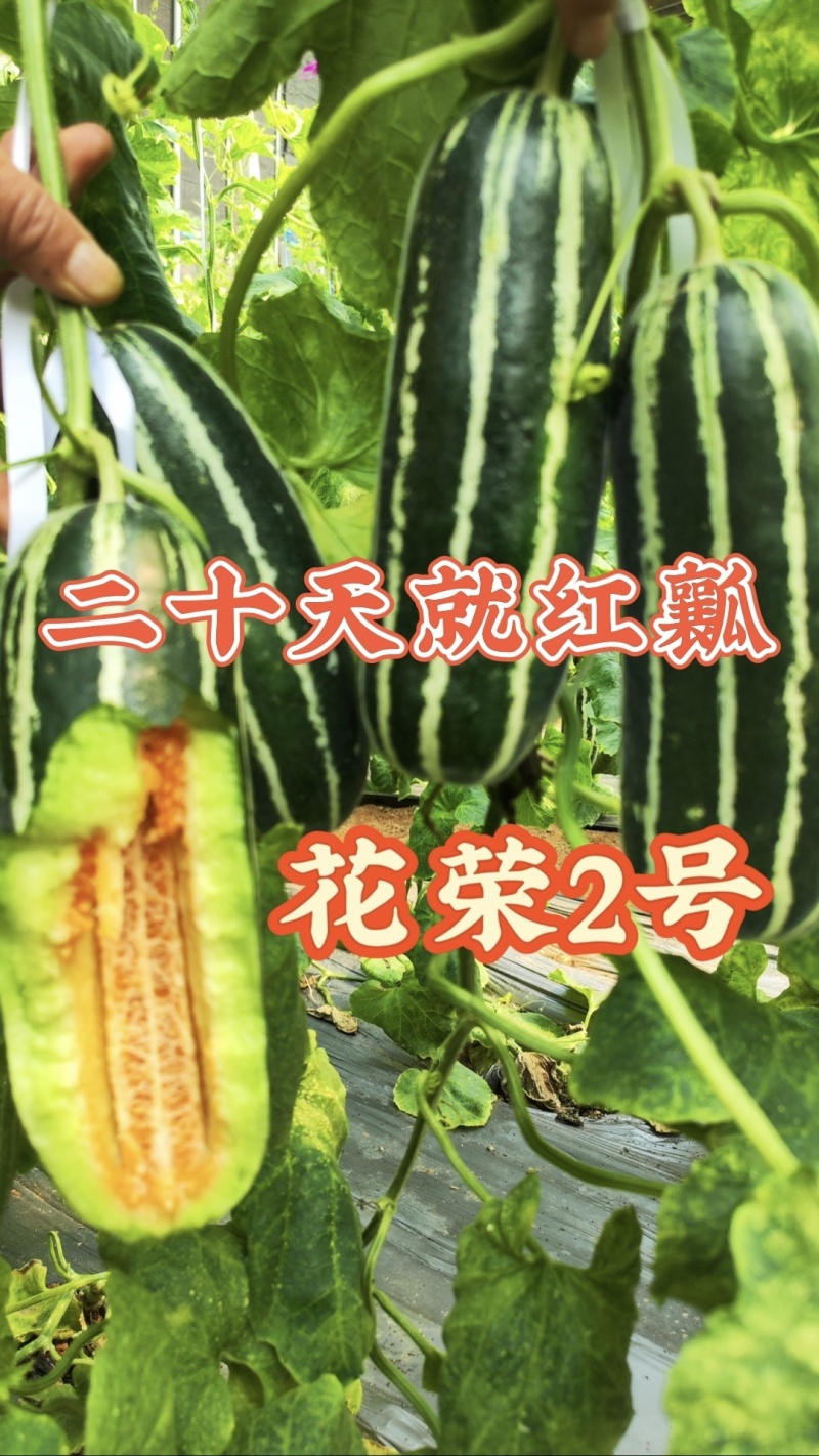 花荣2号甜瓜种子大红瓤绿肉干瓤超甜花皮甜瓜种籽酥脆香甜