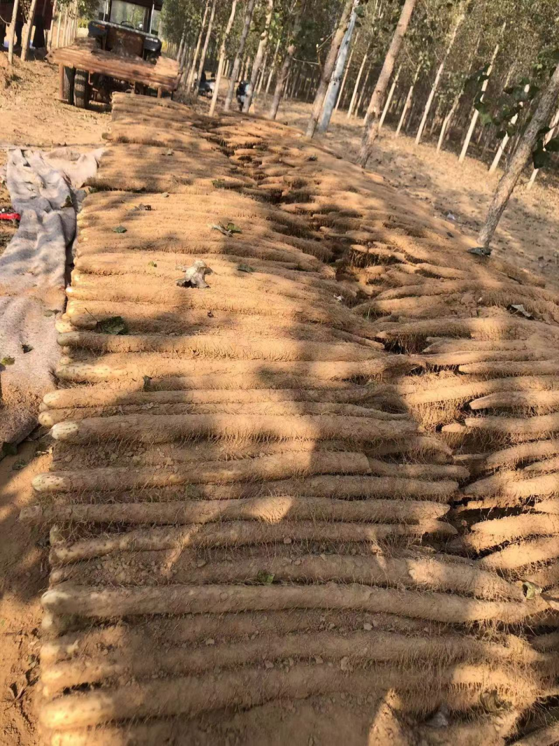 内黄双棒山药对接超市电商批发市场超市可视频看货全国发货
