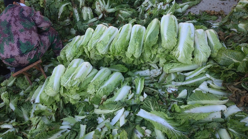 北京三号大白菜，产地直发，质量有保证