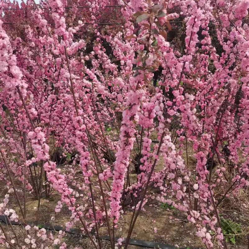 丛生榆叶梅花卉品质优基地直供可视频看货热卖中！