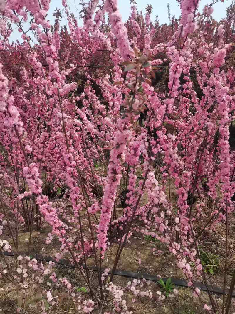 丛生榆叶梅花卉品质优基地直供可视频看货热卖中！
