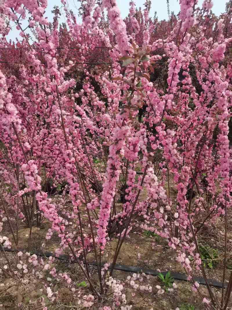 丛生榆叶梅花卉品质优基地直供可视频看货热卖中！
