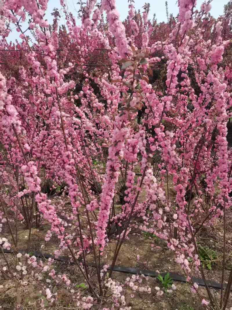 丛生榆叶梅花卉品质优基地直供可视频看货热卖中！