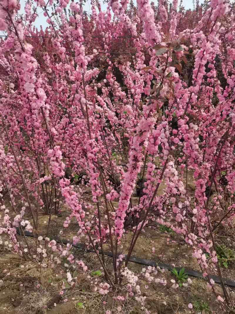丛生榆叶梅花卉品质优基地直供可视频看货热卖中！