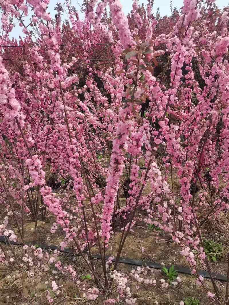 丛生榆叶梅花卉品质优基地直供可视频看货热卖中！