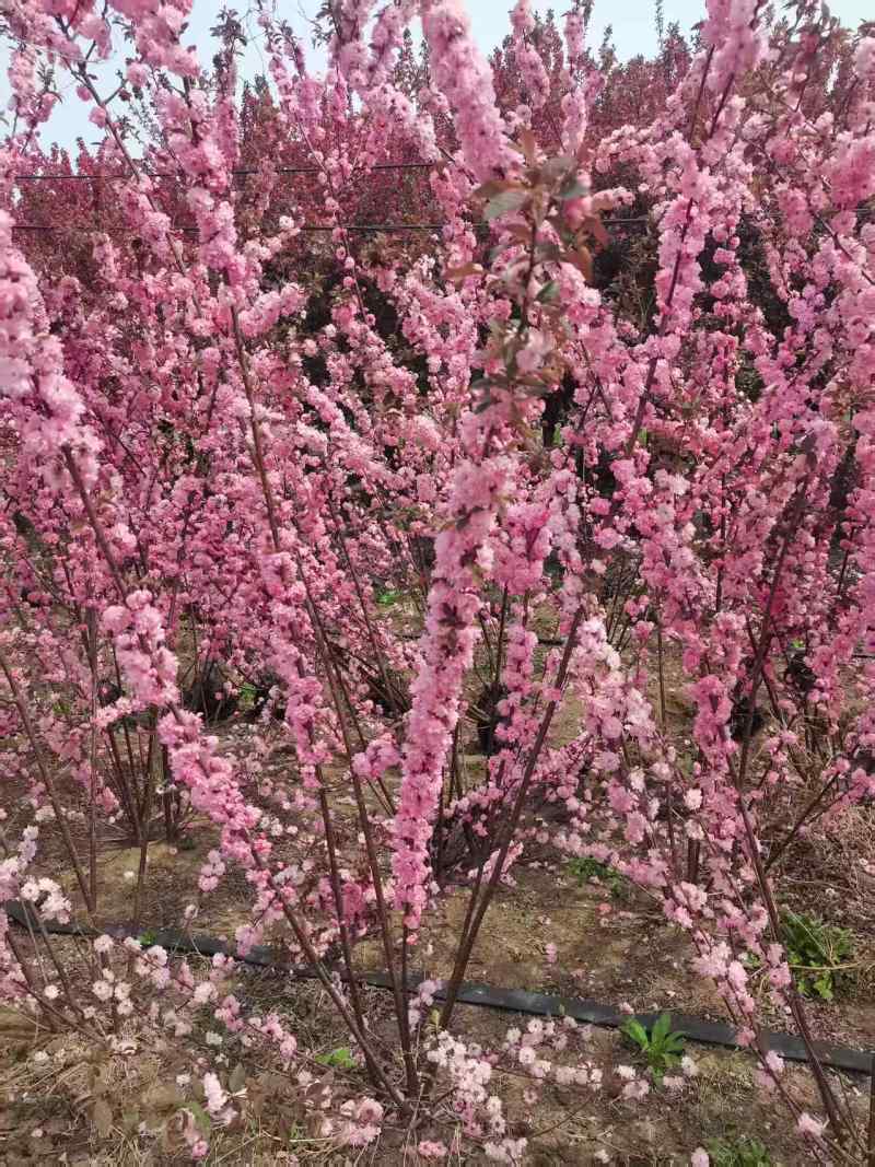 丛生榆叶梅花卉品质优基地直供可视频看货热卖中！