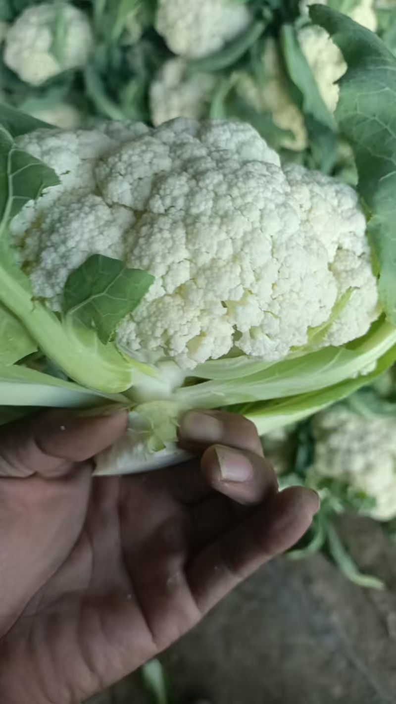 【推荐】青梗白面有机花菜产地直发代发全国包装齐全欢迎来电