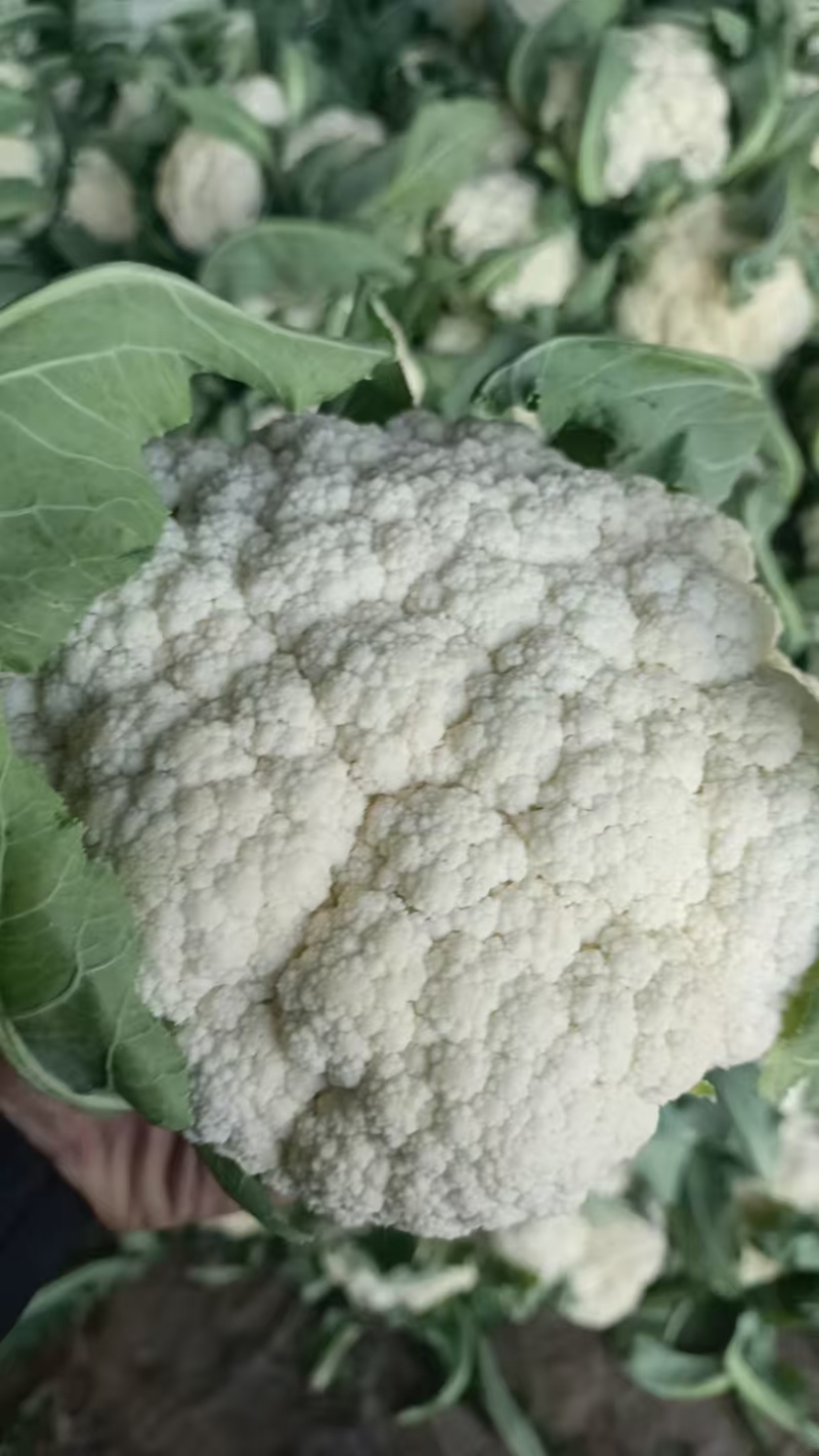 【推荐】青梗白面有机花菜产地直发代发全国包装齐全欢迎来电