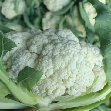 【推荐】青梗白面有机花菜产地直发代发全国包装齐全欢迎来电