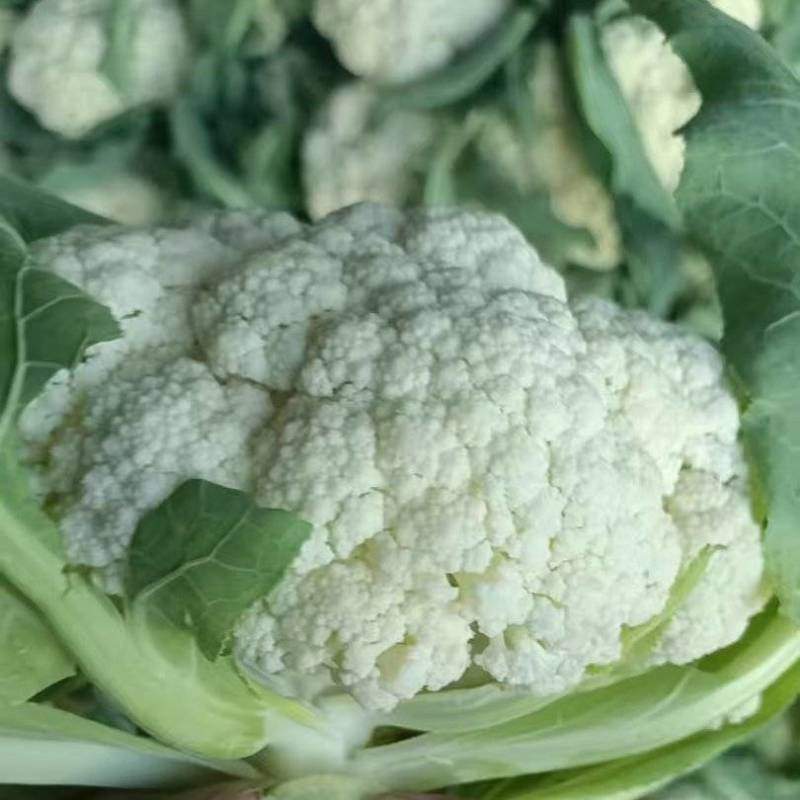 【推荐】青梗白面有机花菜产地直发代发全国包装齐全欢迎来电