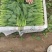 山东滨州精品菠菜捆把泡沫箱都可以全国发货