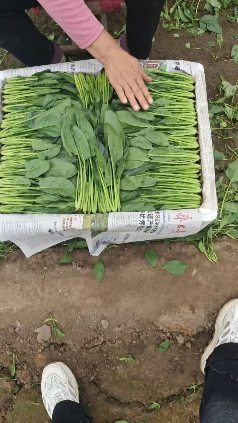 山东滨州精品菠菜捆把泡沫箱都可以全国发货
