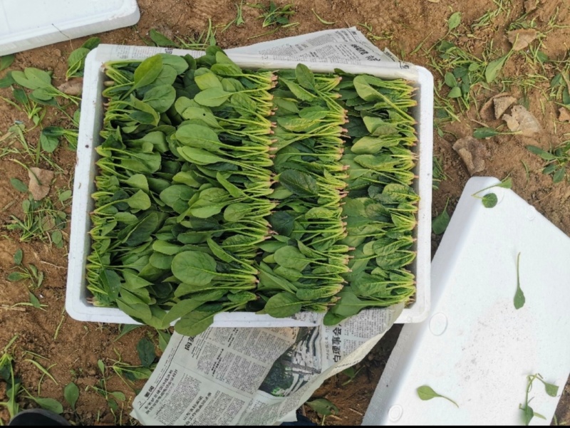 山东滨州精品菠菜捆把泡沫箱都可以全国发货