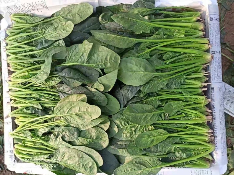 山东滨州精品菠菜捆把泡沫箱都可以全国发货