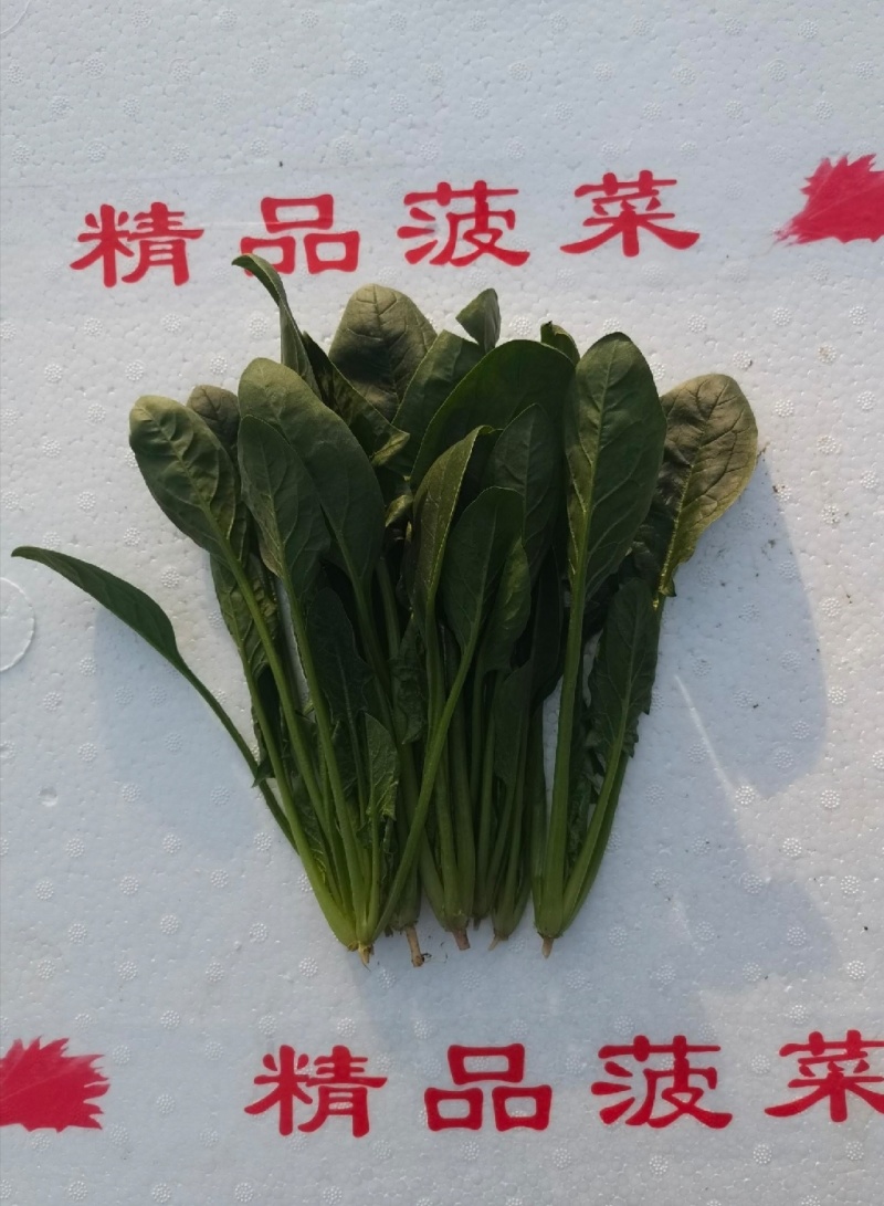 山东滨州精品菠菜捆把泡沫箱都可以全国发货