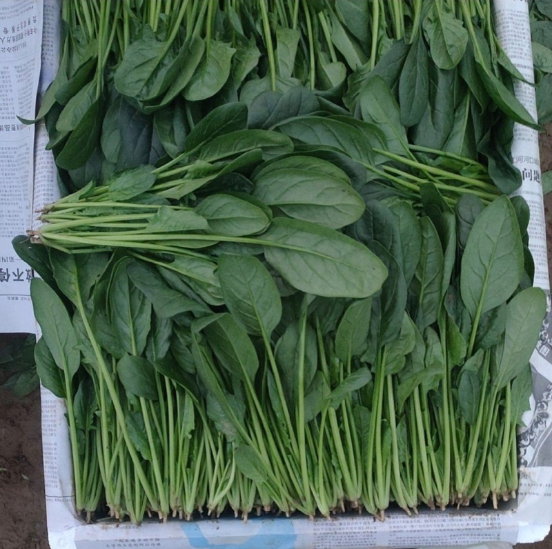 山东滨州精品菠菜捆把泡沫箱都可以全国发货