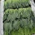 山东滨州精品菠菜捆把泡沫箱都可以全国发货