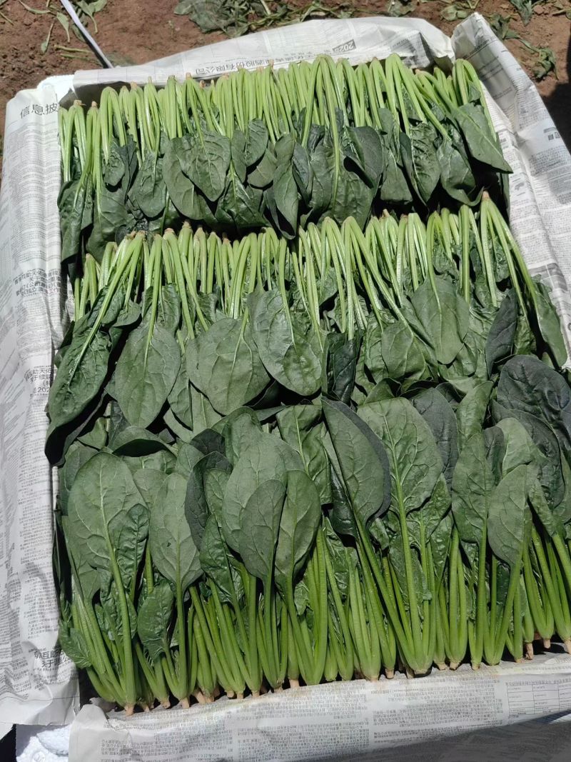 山东滨州精品菠菜捆把泡沫箱都可以全国发货