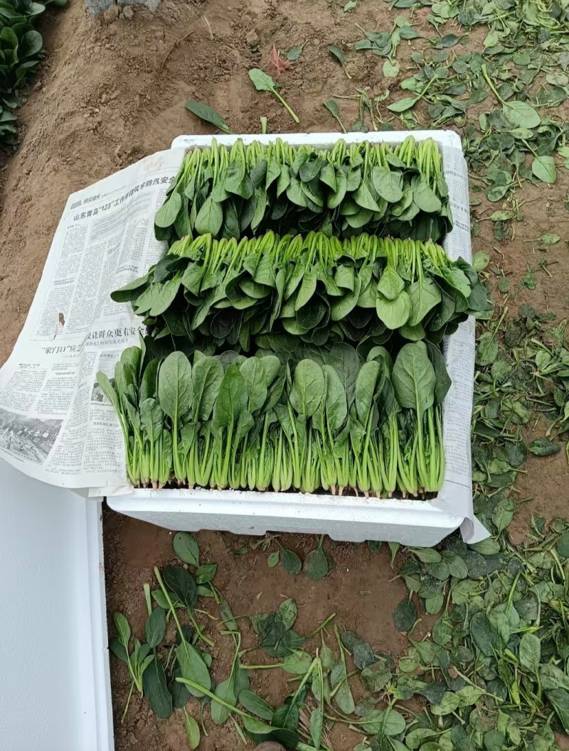 山东滨州精品菠菜捆把泡沫箱都可以全国发货