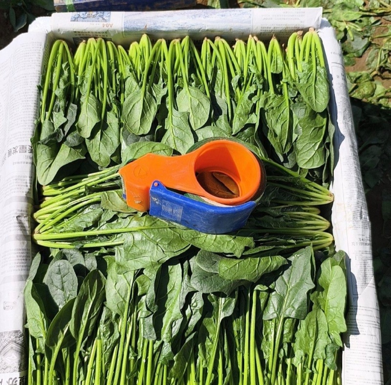 山东滨州精品菠菜捆把泡沫箱都可以全国发货