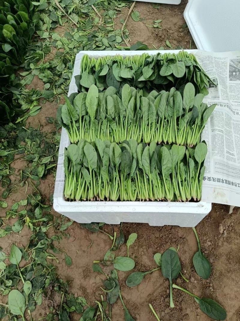 山东滨州精品菠菜捆把泡沫箱都可以全国发货