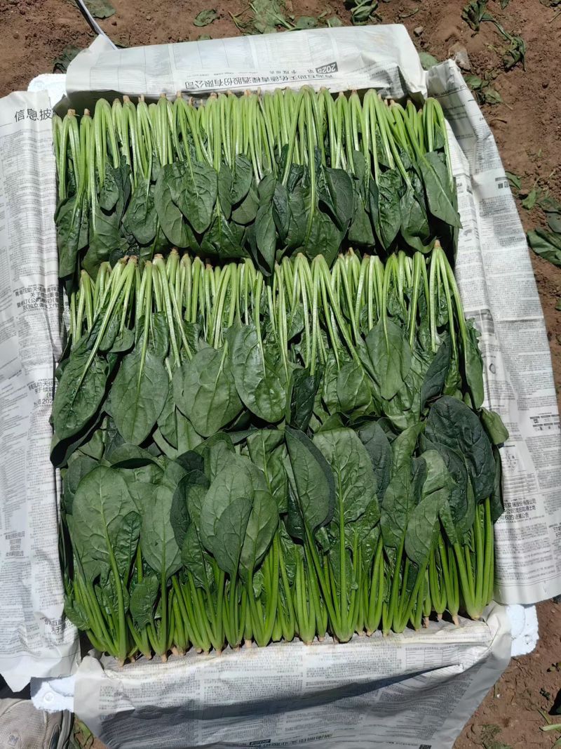 山东滨州精品菠菜捆把泡沫箱都可以全国发货
